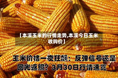 【本溪玉米的行情走势,本溪今日玉米收购价】-第3张图片