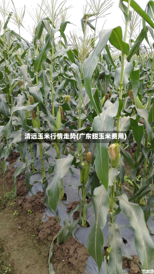 清远玉米行情走势(广东甜玉米费用)-第3张图片