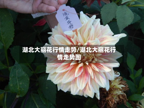 湖北大丽花行情走势/湖北大丽花行情走势图
