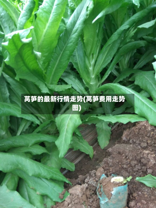 莴笋的最新行情走势(莴笋费用走势图)-第2张图片