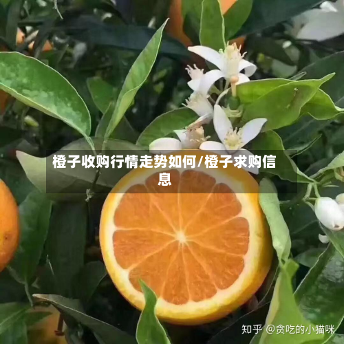 橙子收购行情走势如何/橙子求购信息