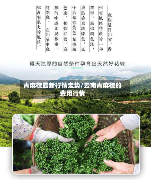 青麻椒最新行情走势/云南青麻椒的费用行情-第3张图片
