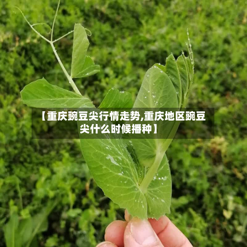 【重庆豌豆尖行情走势,重庆地区豌豆尖什么时候播种】-第3张图片