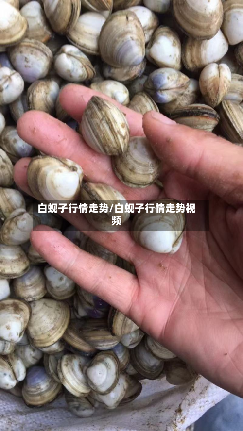 白蚬子行情走势/白蚬子行情走势视频