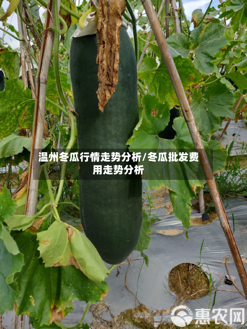 温州冬瓜行情走势分析/冬瓜批发费用走势分析