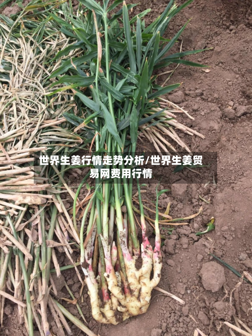 世界生姜行情走势分析/世界生姜贸易网费用行情-第2张图片
