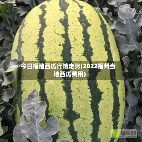 今日福建西瓜行情走势(2022福州当地西瓜费用)